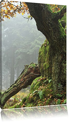 Pixxprint Dicker Baum im Wald im Moos, Größe: 60x40cm, Leinwandbild, fertig gespannt, Wandbild, Dekoration, Kunstdruck, kein Poster von Pixxprint
