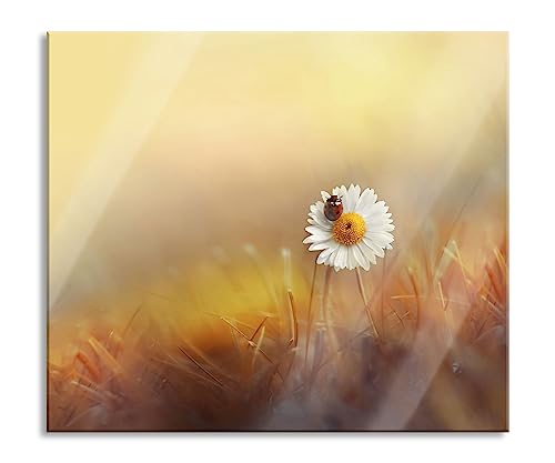 Gänseblümchen mit Marienkäfer Herdabdeckplatte & Spritzschutz aus Echtglas | Für Herd-Kochfelder | 60x52 cm von Pixxprint