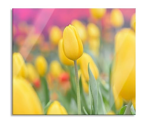 Gelbe Tulpen im Frühling Herdabdeckplatte & Spritzschutz aus Echtglas | Für Herd-Kochfelder | 60x52 cm von Pixxprint