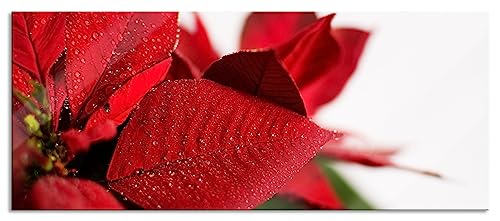 Glasbild Panorama | Wandbild aus Echtglas | Blüte Weihnachtsstern | 120x50 cm | inkl. Aufhängung und Abstandshalter von Pixxprint