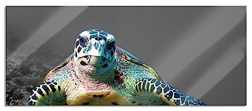 Glasbild Panorama | Wandbild aus Echtglas | Schildkröte Korallenriff | 100x40 cm | inkl. Aufhängung und Abstandshalter von Pixxprint