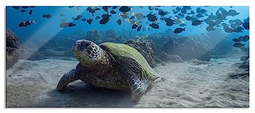 Glasbild Panorama | Wandbild aus Echtglas | Schildkröte am Meeresboden | 120x50 cm | inkl. Aufhängung und Abstandshalter von Pixxprint