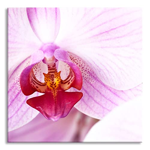 Glasbild | Wandbild auf Echtglas | Prächtige Rosa Orchidee | 50x50 cm | inkl. Aufhängung und Abstandshalter von Pixxprint