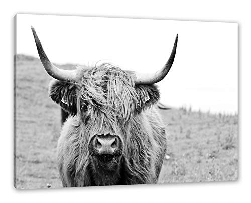 Highlandrind frontal in Schwarz-Weiss als Leinwandbild/Größe: 80x60 cm/Wandbild/Kunstdruck/fertig bespannt von Pixxprint