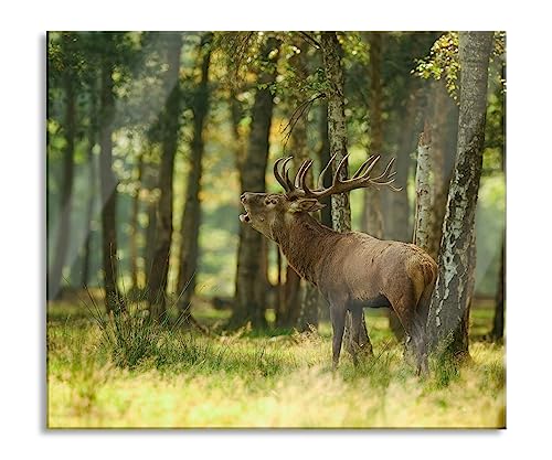 Hirsch im Wald Herdabdeckplatte & Spritzschutz aus Echtglas | Für Herd-Kochfelder | 60x52 cm von Pixxprint