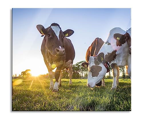 Kühe grasen auf Wiese bei Sonnenuntergang Herdabdeckplatte & Spritzschutz aus Echtglas | Für Herd-Kochfelder | 60x52 cm von Pixxprint