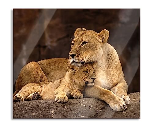 Löwe mit Löwenjungen Herdabdeckplatte & Spritzschutz aus Echtglas | Für Herd-Kochfelder | 60x52 cm von Pixxprint