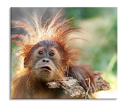 Lustiger Baby Orang-Utan mit Rinde Herdabdeckplatte & Spritzschutz aus Echtglas | Für Herd-Kochfelder | 60x52 cm von Pixxprint