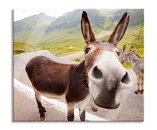 Lustiger Esel auf Straße in den Bergen Herdabdeckplatte & Spritzschutz aus Echtglas | Für Herd-Kochfelder | 60x52 cm von Pixxprint