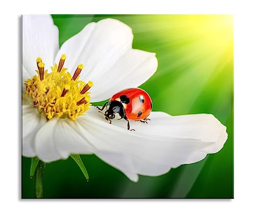 Marienkäfer auf einer weißen Blume Herdabdeckplatte & Spritzschutz aus Echtglas | Für Herd-Kochfelder | 60x52 cm von Pixxprint