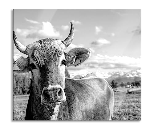 Neugierige Kuh auf Weide im Allgäu, Monochrome Herdabdeckplatte & Spritzschutz aus Echtglas | Für Herd-Kochfelder | 60x52 cm von Pixxprint