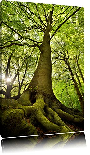 Pixxprint Riesiger Baum im Dschungel, Größe: 100x70cm, Leinwandbild, fertig gespannt, Wandbild, Dekoration, Kunstdruck, kein Poster von Pixxprint