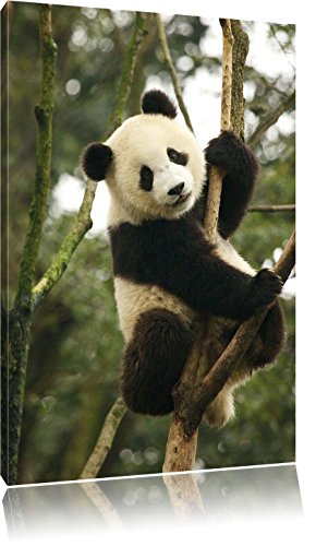 Pixxprint niedlicher Pandabär auf Baum, Größe: 80x60cm, Leinwandbild, fertig gespannt, Wandbild, Dekoration, Kunstdruck, kein Poster von Pixxprint