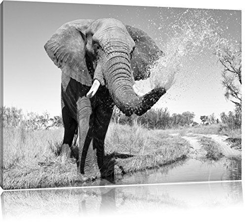 Pixxprint, schöner Elefant spritzt mit Wasser Kunst B&W, Größe: 80x60 cm Leinwandbild, Wandbild, Kunstdruck, fertig bespannt von Pixxprint