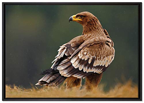 Pixxprint Falke mit Gefieder Leinwandbild 100x70 cm im Bilderahmen, Wandbild, Schattenfugenrahmen, Kein Poster Pixxprint Falke mit Gefieder Leinwandbild 100x70 cm im Bilderahmen, Wandbild, Schattenfugenrahmen, Kein Poster von Pixxprint