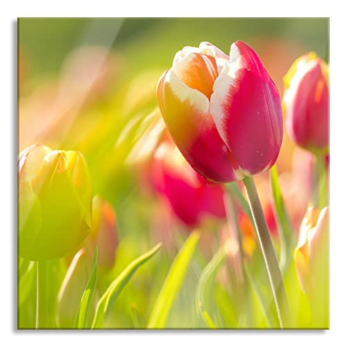 Pixxprint Glasbild | Wandbild auf Echtglas | Blühende rote Tulpen | 40x40 cm | inkl. Aufhängung und Abstandshalter von Pixxprint