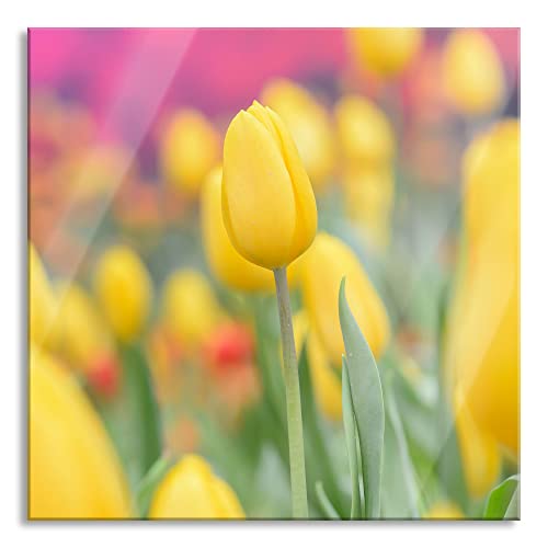 Pixxprint Glasbild | Wandbild auf Echtglas | Gelbe Tulpen im Frühling | 40x40 cm | inkl. Aufhängung und Abstandshalter von Pixxprint