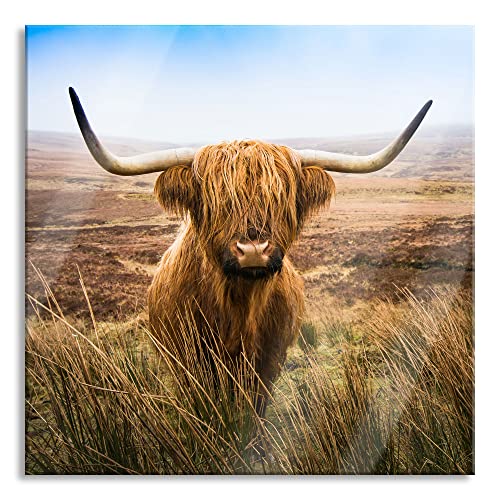 Pixxprint Glasbild | Wandbild auf Echtglas | Highland Rind mit großen Hörnern Steppe | 50x50 cm | inkl. Aufhängung und Abstandshalter von Pixxprint