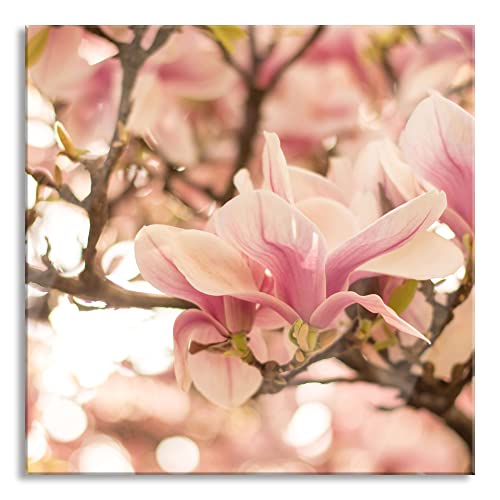 Pixxprint Glasbild | Wandbild auf Echtglas | Rosa Magnolienblüten im Frühling | 40x40 cm | inkl. Aufhängung und Abstandshalter von Pixxprint