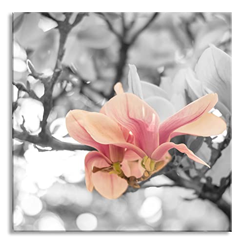 Pixxprint Glasbild | Wandbild auf Echtglas | Rosa Magnolienblüten im Frühling | 50x50 cm | inkl. Aufhängung und Abstandshalter von Pixxprint