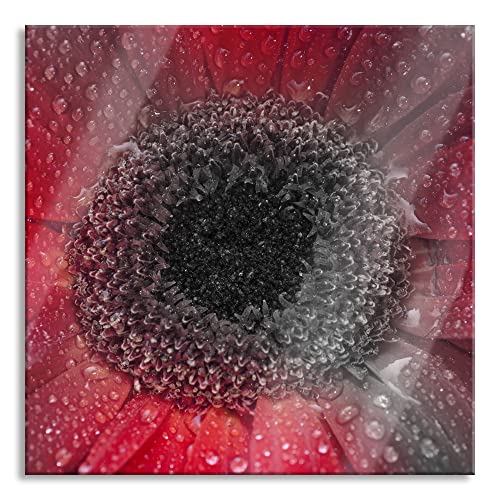 Pixxprint Glasbild | Wandbild auf Echtglas | Rote Gerbera mit Wassertropfen | 40x40 cm | inkl. Aufhängung und Abstandshalter von Pixxprint