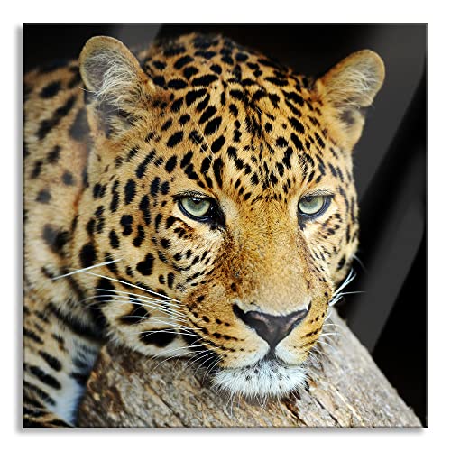 Pixxprint Glasbild | Wandbild auf Echtglas | Ruhiger Leopard | 50x50 cm | inkl. Aufhängung und Abstandshalter von Pixxprint