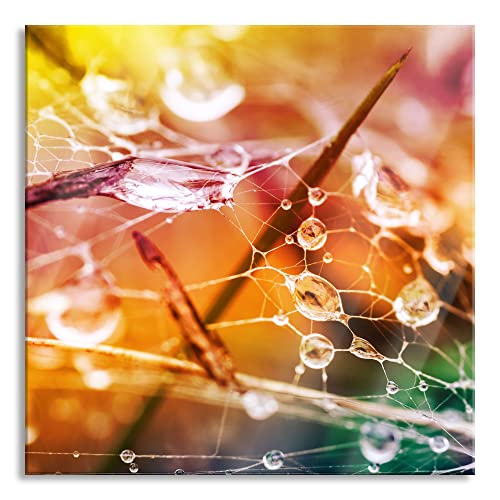 Pixxprint Glasbild | Wandbild auf Echtglas | Spinnennetz mit Wassertropfen | 40x40 cm | inkl. Aufhängung und Abstandshalter von Pixxprint