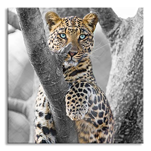 Pixxprint Glasbild | Wandbild auf Echtglas | majestätischer Leopard auf Baum | 80x80 cm | inkl. Aufhängung und Abstandshalter von Pixxprint