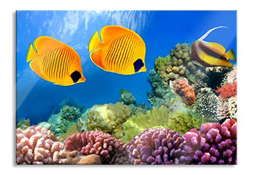 Pixxprint Glasbild | Wandbild aus Echtglas | Fische Korallenriff | 100x70 cm | inkl. Aufhängung und Abstandshalter von Pixxprint
