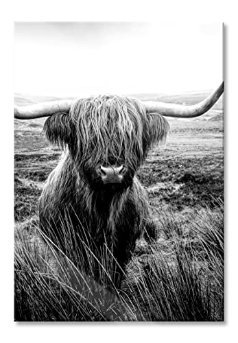 Pixxprint Glasbild | Wandbild aus Echtglas | Highland Rind mit großen Hörnern Steppe, Monochrome | 40x60 cm | inkl. Aufhängung und Abstandshalter von Pixxprint