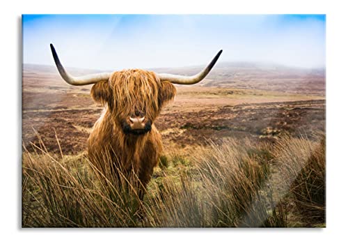 Pixxprint Glasbild | Wandbild aus Echtglas | Highland Rind mit großen Hörnern Steppe | 80x60 cm | inkl. Aufhängung und Abstandshalter von Pixxprint