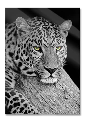 Pixxprint Glasbild | Wandbild aus Echtglas | ruhender Leopard | 60x80 cm | inkl. Aufhängung und Abstandshalter von Pixxprint