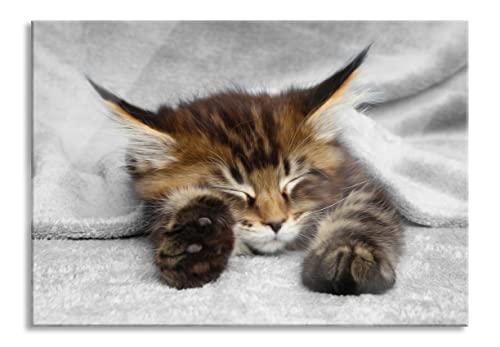 Pixxprint Glasbild | Wandbild aus Echtglas | schlafende Katze mit großen Ohren | 80x60 cm | inkl. Aufhängung und Abstandshalter von Pixxprint