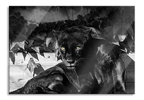 Pixxprint Glasbild | Wandbild aus Echtglas | schwarzer Panther | 100x70 cm | inkl. Aufhängung und Abstandshalter von Pixxprint