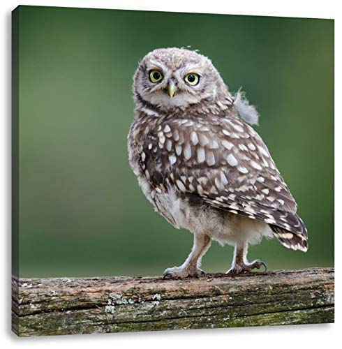 Pixxprint Kleine Eule auf Baum, Größe: 40x40, Leinwandbild Quadratisch, Wandbild, Kunstdruck, fertig bespannt von Pixxprint