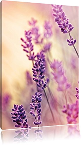 Pixxprint Lavendel, Größe: 100x70cm, Leinwandbild, fertig gespannt, Wandbild, Dekoration, Kunstdruck, kein Poster Pixxprint Lavendel, Größe: 100x70cm, Leinwandbild, fertig gespannt, Wandbild, Dekoration, Kunstdruck, kein Poster von Pixxprint