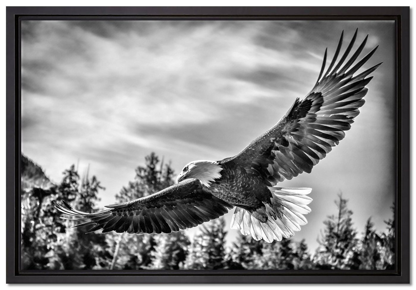 Pixxprint Leinwandbild Adler, Wanddekoration (1 St), Leinwandbild fertig bespannt, in einem Schattenfugen-Bilderrahmen gefasst, inkl. Zackenaufhänger von Pixxprint