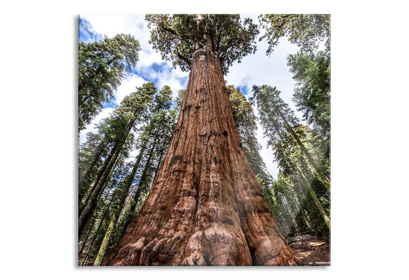 Pixxprint Glasbild Baum im Regenwald, Baum im Regenwald (1 St), Glasbild aus Echtglas, inkl. Aufhängungen und Abstandshalter von Pixxprint