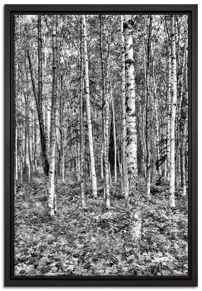 Pixxprint Leinwandbild Birkenwald, Wanddekoration (1 St), Leinwandbild fertig bespannt, in einem Schattenfugen-Bilderrahmen gefasst, inkl. Zackenaufhänger von Pixxprint