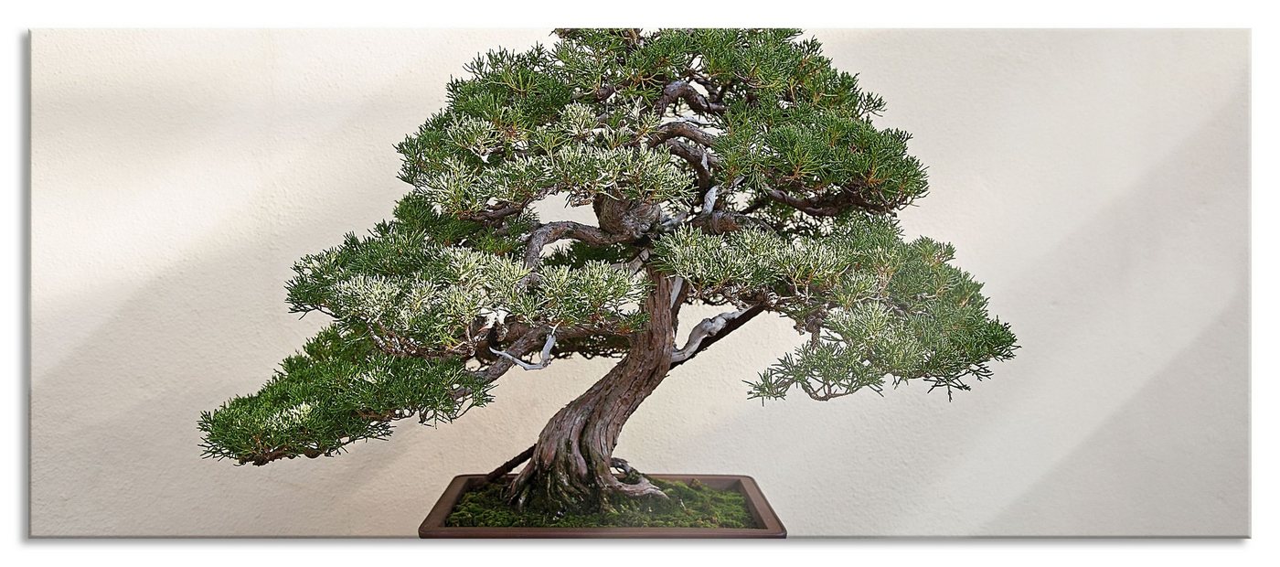 Pixxprint Glasbild Bonsai Baum, Bonsai Baum (1 St), Glasbild aus Echtglas, inkl. Aufhängungen und Abstandshalter von Pixxprint