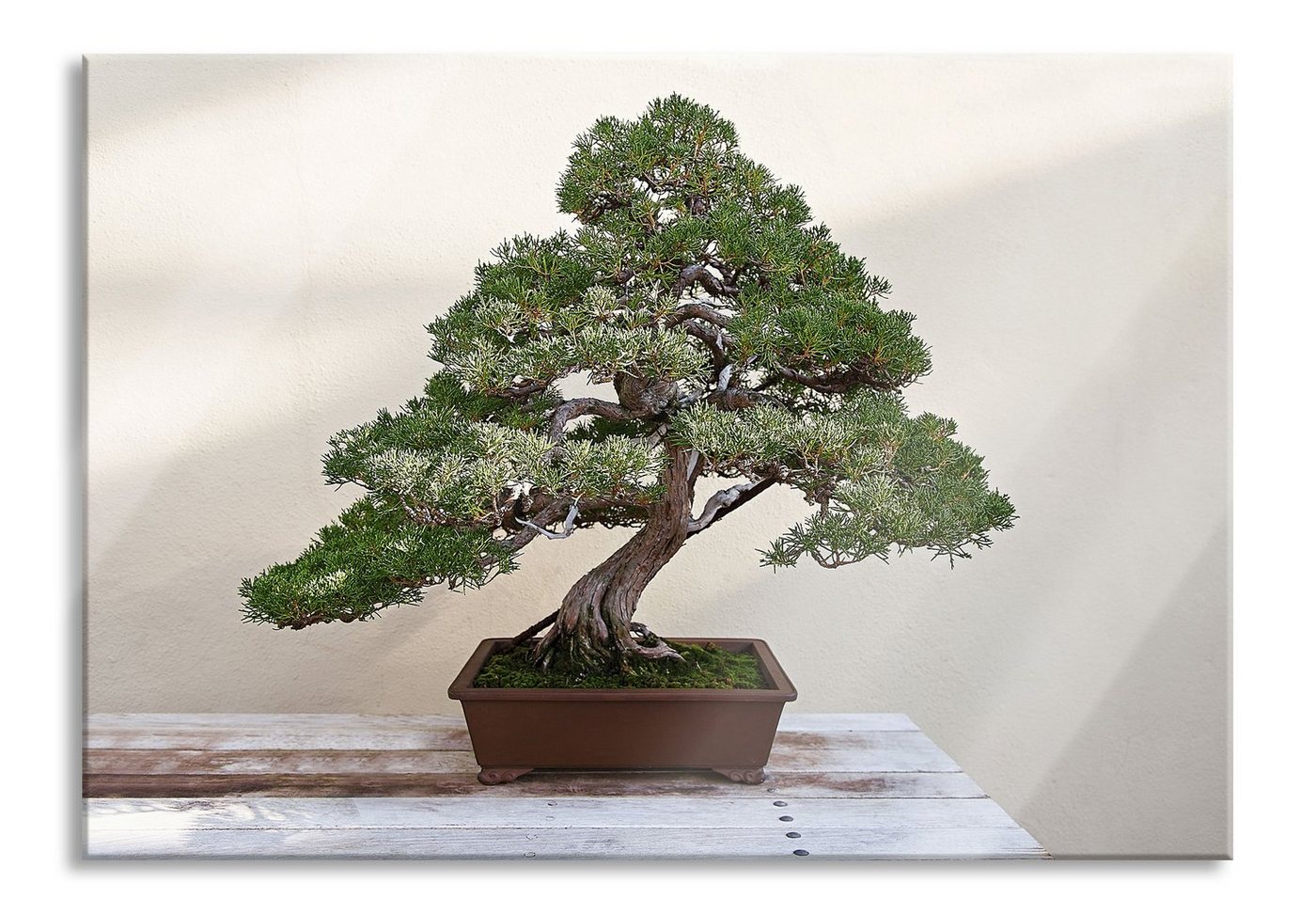 Pixxprint Glasbild Bonsai Baum, Bonsai Baum (1 St), Glasbild aus Echtglas, inkl. Aufhängungen und Abstandshalter von Pixxprint