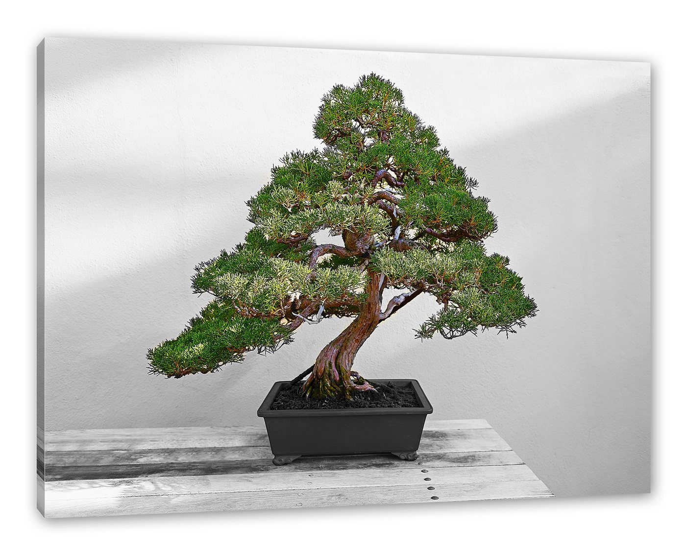 Pixxprint Leinwandbild Bonsai Baum, Bonsai Baum (1 St), Leinwandbild fertig bespannt, inkl. Zackenaufhänger von Pixxprint