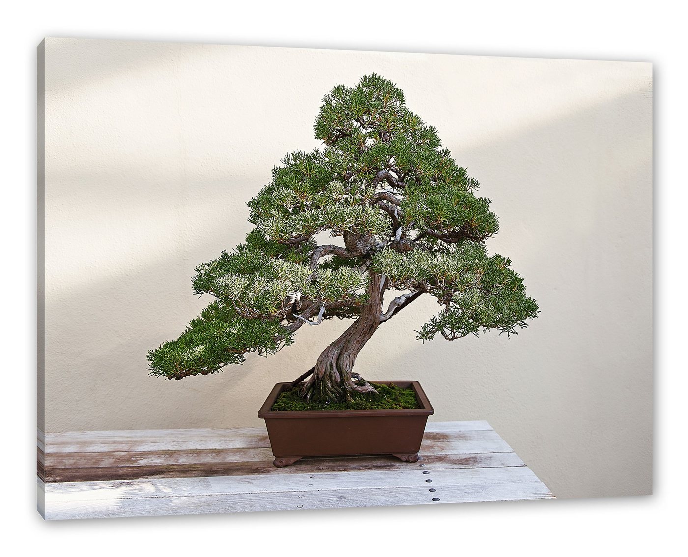 Pixxprint Leinwandbild Bonsai Baum, Bonsai Baum (1 St), Leinwandbild fertig bespannt, inkl. Zackenaufhänger von Pixxprint