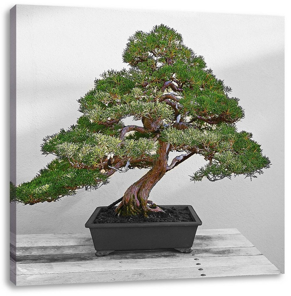 Pixxprint Leinwandbild Bonsai Baum, Bonsai Baum (1 St), Leinwandbild fertig bespannt, inkl. Zackenaufhänger von Pixxprint