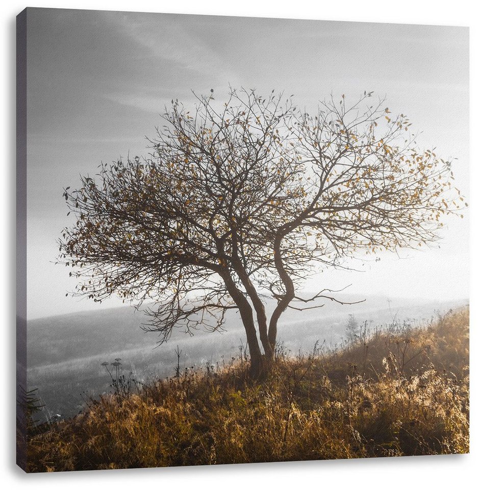 Pixxprint Leinwandbild Einsamer Baum auf Berg, Einsamer Baum auf Berg (1 St), Leinwandbild fertig bespannt, inkl. Zackenaufhänger von Pixxprint