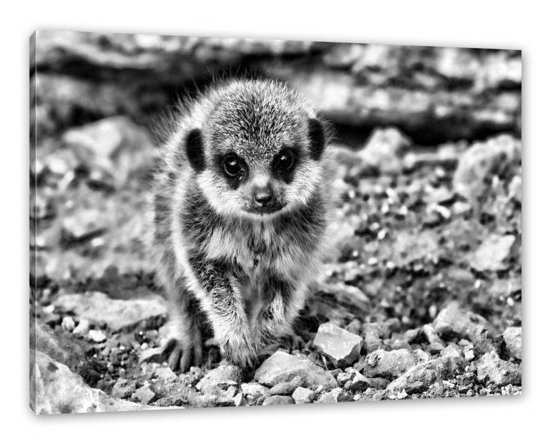 Pixxprint Leinwandbild Erdmännchen zwischen Steinen, Erdmännchen zwischen Steinen (1 St), Leinwandbild fertig bespannt, inkl. Zackenaufhänger von Pixxprint