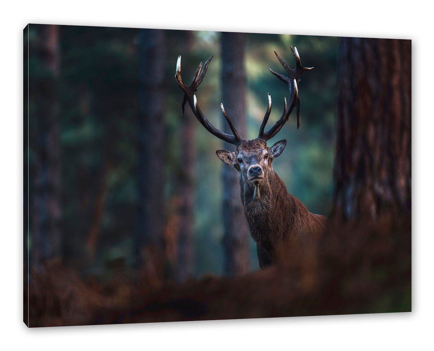 Pixxprint Leinwandbild Hirsch im Wald schaut neugierig in die Kamera, Hirsch im Wald schaut neugierig in die Kamera (1 St), Leinwandbild fertig bespannt, inkl. Zackenaufhänger von Pixxprint