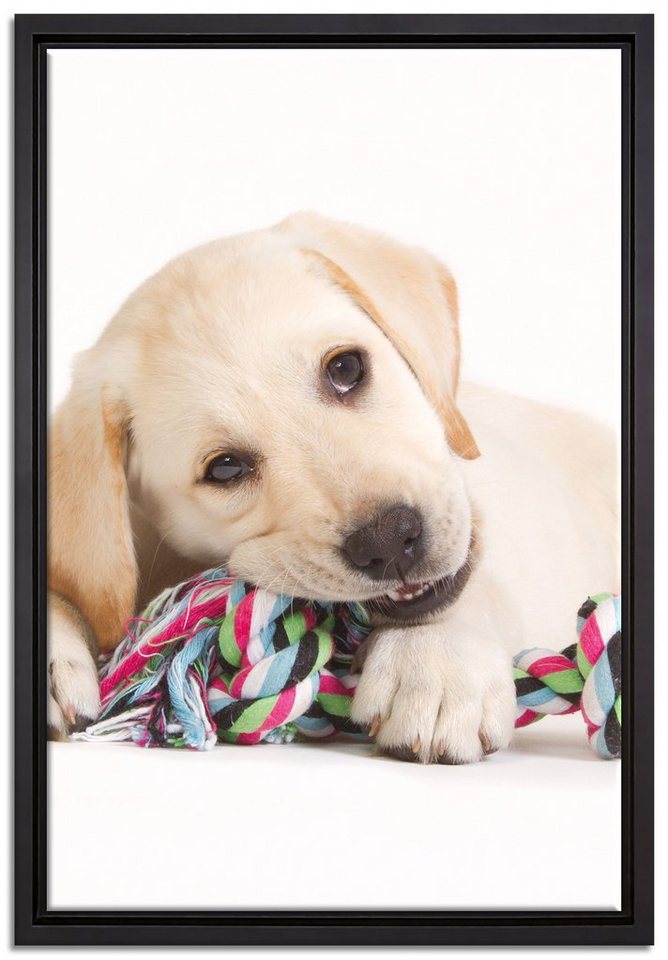 Pixxprint Leinwandbild Hundewelpe, Wanddekoration (1 St), Leinwandbild fertig bespannt, in einem Schattenfugen-Bilderrahmen gefasst, inkl. Zackenaufhänger von Pixxprint