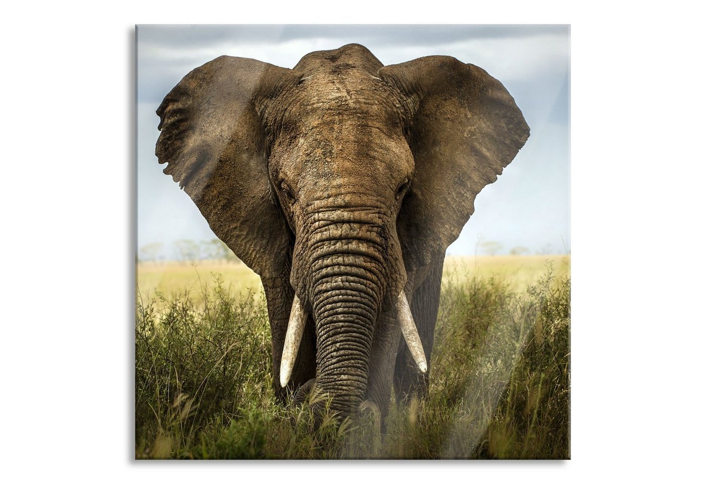 Pixxprint Glasbild Imposanter Elefant, Imposanter Elefant (1 St), Glasbild aus Echtglas, inkl. Aufhängungen und Abstandshalter von Pixxprint