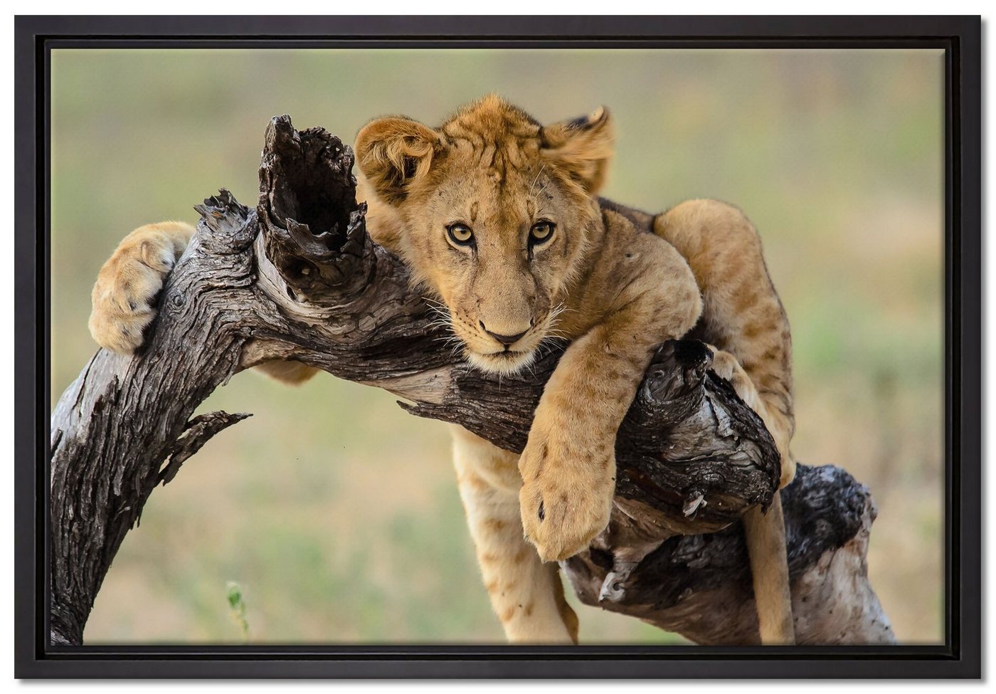 Pixxprint Leinwandbild Junger Löwe in der Natur, Wanddekoration (1 St), Leinwandbild fertig bespannt, in einem Schattenfugen-Bilderrahmen gefasst, inkl. Zackenaufhänger von Pixxprint